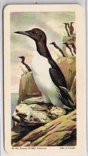 Brooke Bond Red Rose Tea Card #43 Common Murre Birds Of North America