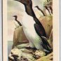 Brooke Bond Red Rose Tea Card #43 Common Murre Birds Of North America