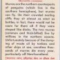 Brooke Bond Red Rose Tea Card #43 Common Murre Birds Of North America