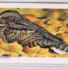 Brooke Bond Red Rose Tea Card #1 Whip Poor Will Canadian American Songbirds