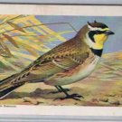 Brooke Bond Red Rose Tea Card #13 Horned Lark Canadian American Songbirds