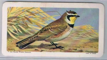 Brooke Bond Red Rose Tea Card #13 Horned Lark Canadian American Songbirds