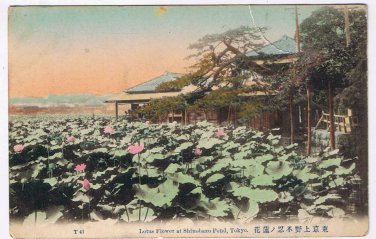 Japan Postcard Tokyo Lotus Flower Shinobazu Pond