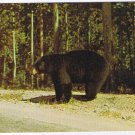 Pennsylvania Postcard Bethel Greetings From Bashore's Pantry Black Bear