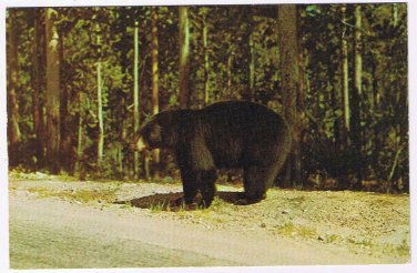 Pennsylvania Postcard Bethel Greetings From Bashore's Pantry Black Bear