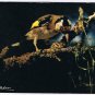 Animal Postcard Chardonneret European Goldfinch