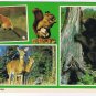 Ontario Postcard Canadian Woods Wildlife Bear Fox Deer Squirrel