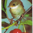 Animal Postcard Exotic Bird Little Grey Bird