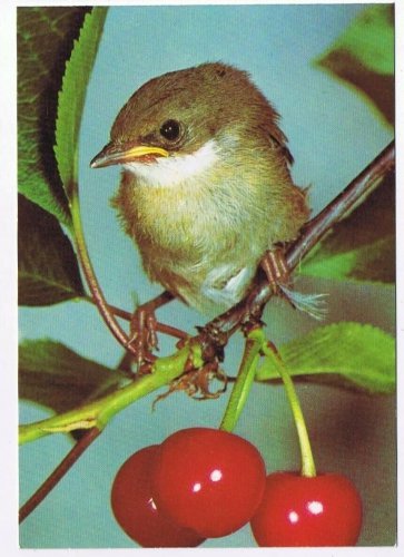 Animal Postcard Exotic Bird Little Grey Bird