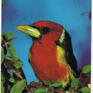 Animal Postcard Exotic Bird Red Black Bird
