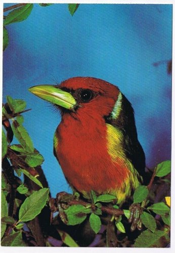 Animal Postcard Exotic Bird Red Black Bird