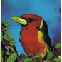 Animal Postcard Exotic Bird Red Black Bird