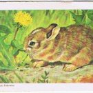 Brooke Bond Red Rose Tea Card #12 Eastern Cottontail Rabbit Animals & Young