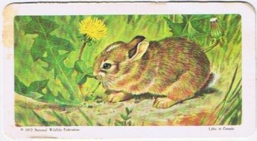 Brooke Bond Red Rose Tea Card #12 Eastern Cottontail Rabbit Animals & Young