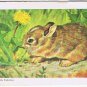 Brooke Bond Red Rose Tea Card #12 Eastern Cottontail Rabbit Animals & Young