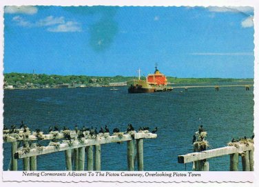 Nova Scotia Postcard Pictou Causeway Cormorants Nesting