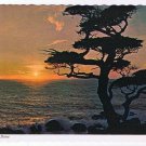 California Postcard When Day Is Done Tree Ocean Sunset