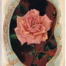 Flower Postcard Pink Rose Remembrance True Julius Bien Postmarked Toronto 1908