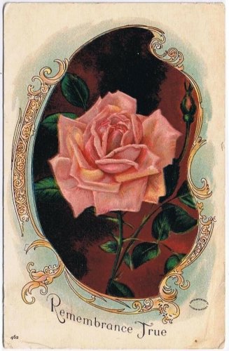 Flower Postcard Pink Rose Remembrance True Julius Bien Postmarked Toronto 1908
