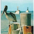 Florida Postcard Pelican On Dock Boats