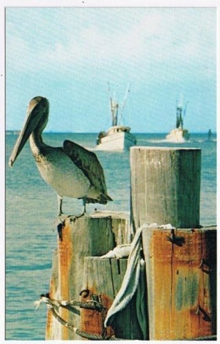 Florida Postcard Pelican On Dock Boats