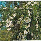 Postcard The Cherokee Rose Georgia State Flower
