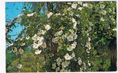 Postcard The Cherokee Rose Georgia State Flower