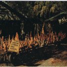 Postcard Cypress Knees Factory Museum Fisheating Creek Palmdale Florida