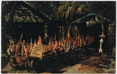 Postcard Cypress Knees Factory Museum Fisheating Creek Palmdale Florida