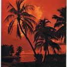 Postcard Sunset Palms Florida Land Of Tropical Beauty