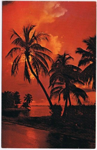 Postcard Sunset Palms Florida Land Of Tropical Beauty