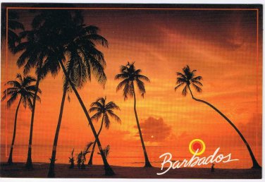 Barbados Caribbean Island Postcard Sunset Palm Trees