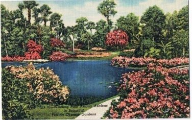 Cypress Gardens Florida Postcard Azalea Time Winding Path Curteich