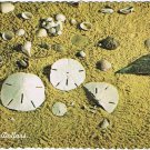 Postcard Atlantic Sand Dollars Sea Biscuits