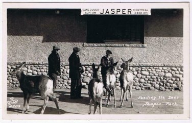Alberta Postcard RPPC Feeding The Deer Jasper Park