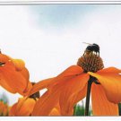 Nature Postcard Bee On Orange Flowers