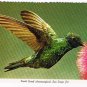 California Postcard San Diego Zoo Violet Eared Hummingbird