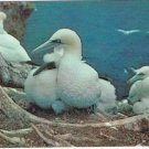 Quebec Postcard Gaspe Peninsula Gannet Nesting Bird Sanctuary