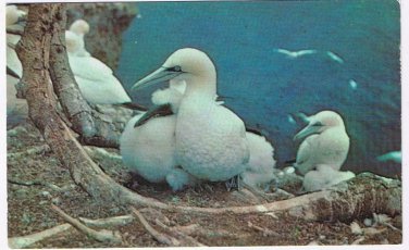 Quebec Postcard Gaspe Peninsula Gannet Nesting Bird Sanctuary