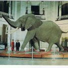 Washington DC Postcard Smithsonian Institute African Bush Elephant