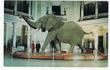 Washington DC Postcard Smithsonian Institute African Bush Elephant