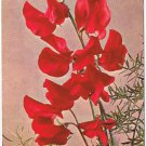 Postcard Flowers Red Sweet Peas