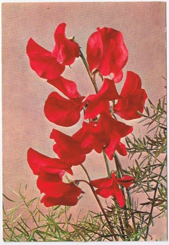 Postcard Flowers Red Sweet Peas