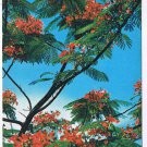 Postcard Royal Poinciana Flame Tree