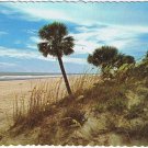 Postcard Palmettos Sea Oats & The Atlantic Ocean South Carolina