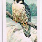 North American Wildlife In Danger Tea Card #10 Peregrine Falcon Duck Hawk 1970