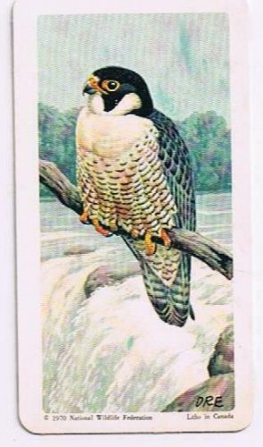 North American Wildlife In Danger Tea Card #10 Peregrine Falcon Duck Hawk 1970