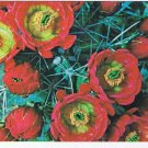 Texas Postcard Claret Cup Cactus Blossoms