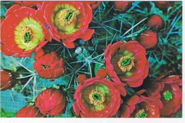 Texas Postcard Claret Cup Cactus Blossoms