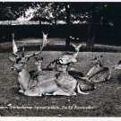 Holland Postcard Hellendoorn De Elf Provinien Hertenkamp Reindeer